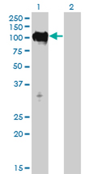 TTK monoclonal antibody (M01), clone 3G7