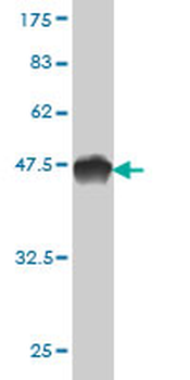 TTK monoclonal antibody (M01), clone 3G7