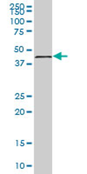 TMOD1 purified MaxPab mouse polyclonal antibody (B01P)