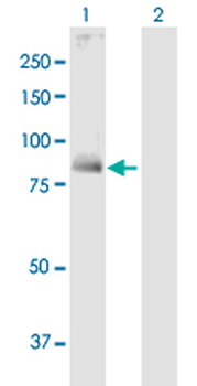 TGM1 purified MaxPab mouse polyclonal antibody (B02P)