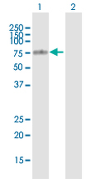 TGM4 MaxPab mouse polyclonal antibody (B01)