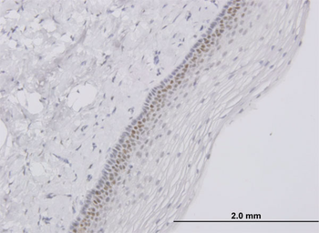 TFAP4 monoclonal antibody (M01), clone 6B1