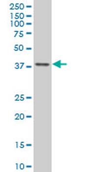TFAP4 monoclonal antibody (M01), clone 6B1