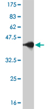 TFAP4 monoclonal antibody (M01), clone 6B1