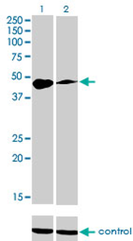 TFAP2A monoclonal antibody (M01), clone 2G5
