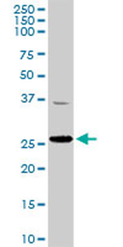 TFAM MaxPab rabbit polyclonal antibody (D01)