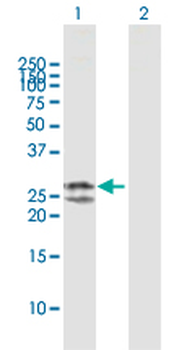 TFAM MaxPab rabbit polyclonal antibody (D01)