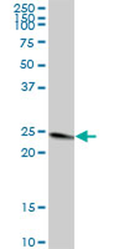 TFAM purified MaxPab mouse polyclonal antibody (B01P)