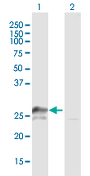TFAM purified MaxPab mouse polyclonal antibody (B01P)