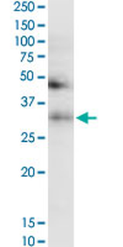 TF monoclonal antibody (M08), clone 1C2