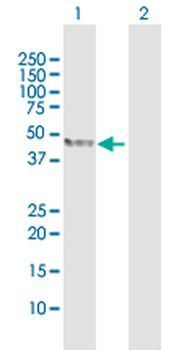 TDO2 purified MaxPab rabbit polyclonal antibody (D01P)