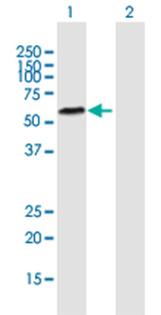 TDG purified MaxPab mouse polyclonal antibody (B01P)