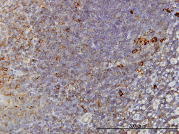 TCP1 monoclonal antibody (M01), clone 2B2-D6