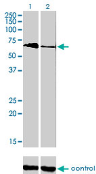 TBX5 monoclonal antibody (M01), clone 1G10