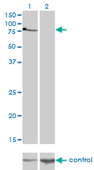 TBX2 monoclonal antibody (M01), clone 7G5