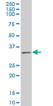 TAZ monoclonal antibody (M12), clone 1B10