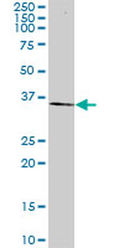 TAZ monoclonal antibody (M12), clone 1B10