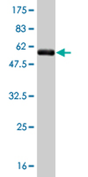 TAZ monoclonal antibody (M12), clone 1B10