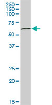 SUOX MaxPab rabbit polyclonal antibody (D01)