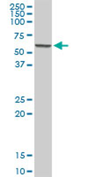 SUOX MaxPab rabbit polyclonal antibody (D01)