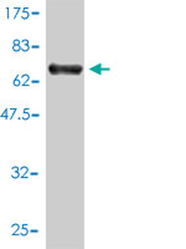 SSB monoclonal antibody (M01), clone 1D6-H5