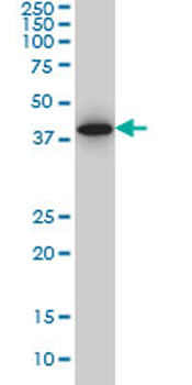 SPP1 monoclonal antibody (M11), clone 2D12