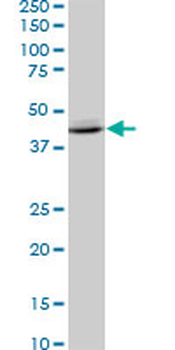 SPP1 monoclonal antibody (M11), clone 2D12