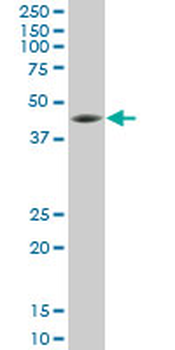 SPP1 monoclonal antibody (M11), clone 2D12