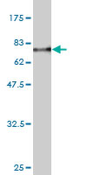SPP1 monoclonal antibody (M11), clone 2D12