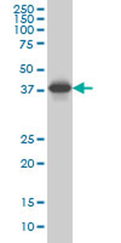 SPP1 monoclonal antibody (M10), clone 4F2