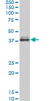 SPP1 monoclonal antibody (M10), clone 4F2