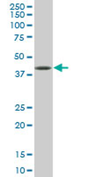 SPP1 monoclonal antibody (M10), clone 4F2