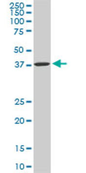 SPP1 monoclonal antibody (M10), clone 4F2