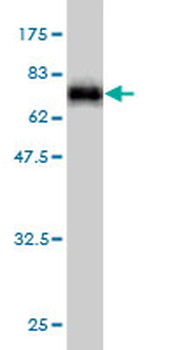 SPP1 monoclonal antibody (M10), clone 4F2