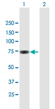 SP100 purified MaxPab mouse polyclonal antibody (B01P)