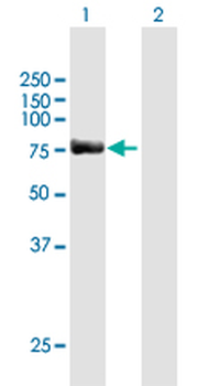 SP100 MaxPab mouse polyclonal antibody (B01)
