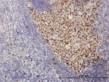 SOX9 monoclonal antibody (M02), clone 3C10