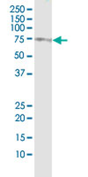 SOX9 monoclonal antibody (M02), clone 3C10