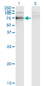 SOX9 monoclonal antibody (M02), clone 3C10