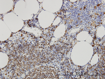SMPD2 monoclonal antibody (M01), clone 2C9