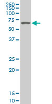 SMARCD2 monoclonal antibody (M02), clone 2B2
