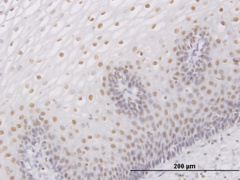SMARCB1 purified MaxPab mouse polyclonal antibody (B01P)