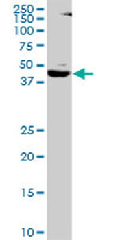SMARCB1 purified MaxPab mouse polyclonal antibody (B01P)