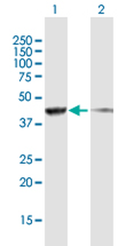 SMARCB1 purified MaxPab mouse polyclonal antibody (B01P)