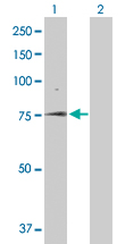 SLC5A1 purified MaxPab rabbit polyclonal antibody (D01P)