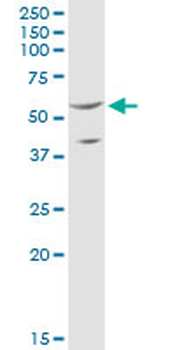 SHMT2 purified MaxPab mouse polyclonal antibody (B01P)