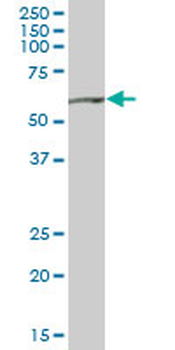 SHMT2 purified MaxPab mouse polyclonal antibody (B01P)