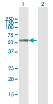 SHMT2 purified MaxPab mouse polyclonal antibody (B01P)