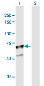 SGSH purified MaxPab rabbit polyclonal antibody (D01P)