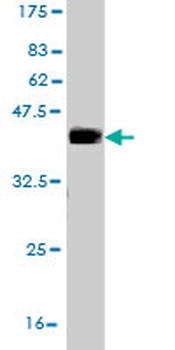 SCG5 monoclonal antibody (M02), clone 8G11